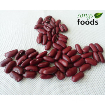 Size 200-220 British Red Kidney Beans Specification